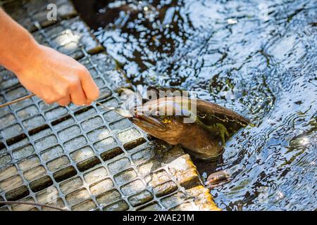 Die Menschen füttern den Neuseeländischen Langflossenaal (Anguilla dieffenbachii), eine in Neuseeland endemische Süßwasseraalart. Stockfoto