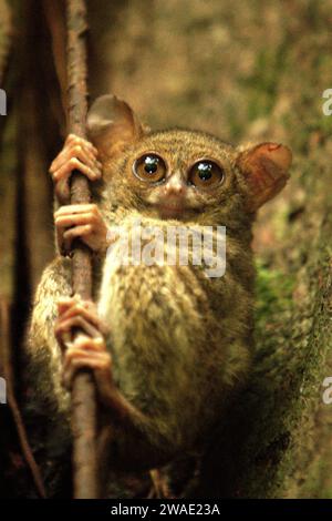 Gurskys Spektraltarsier (Tarsius spectrumgurskyae), ein nächtlicher Primaten, ist am helllichten Tag auf seinem Nestbaum im Regenwald des Tangkoko Nature Reserve in Nord-Sulawesi, Indonesien, zu sehen. Die Erhaltung von Primaten ist eine Herausforderung des Verhaltens und erfordert daher verhaltensorientierte Lösungen, so ein Team von Wissenschaftlern unter der Leitung von Harry Hilser in seinem 2023 veröffentlichten Artikel vom International Journal of Primatology. Es bedarf auch Einer ganzheitlichen Strategie der Bildung, des Kapazitätsaufbaus und der gemeinschaftlichen Erhaltung, die auf einer Mischung aus Erkenntnissen aus verschiedenen sozialwissenschaftlichen Quellen beruht. Stockfoto