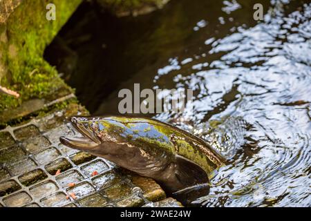 Die Menschen füttern den Neuseeländischen Langflossenaal (Anguilla dieffenbachii), eine in Neuseeland endemische Süßwasseraalart. Stockfoto