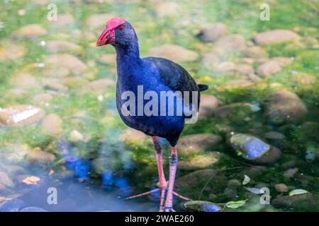 Der australasische Sumpfhund (Porphyrio melanotus) ist eine Art von Sumpfhahn, die in Ost-Indonesien, Papua-Neuguinea, Australien und Neuseeland vorkommt. Stockfoto