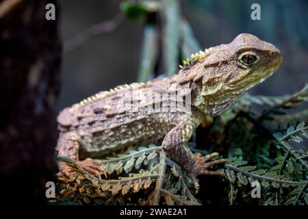 Tuatara (Sphenodon punctatus) sind in Neuseeland endemische Reptilien. Trotz ihrer großen Ähnlichkeit mit Echsen sind sie Teil einer eigenen Abstammung. Stockfoto