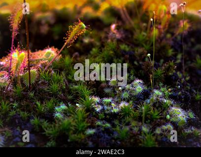 Foto von fleischfressenden Pflanzen (Drosera rotundifolia und Drosera anglica), die im Freien mit kleinen Tautropfen auf dem Blatt gewachsen sind Stockfoto