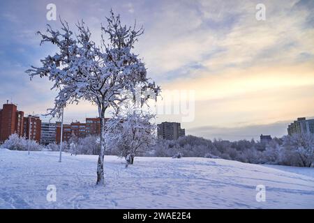 Winterlandschaft mit Bäumen bedeckt mit Raureif im Stadtpark Stockfoto