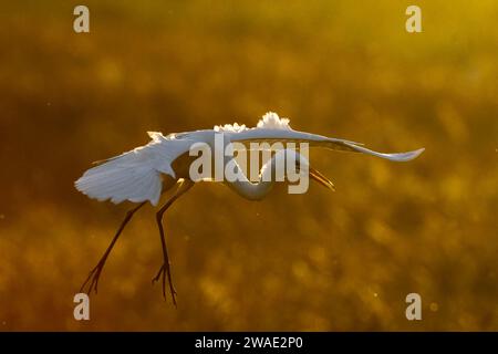 Ein Großreiher (Ardea alba), der bei Sonnenaufgang im goldenen Licht landet, Fogg Dam, Northern Territory, NT, Australien Stockfoto