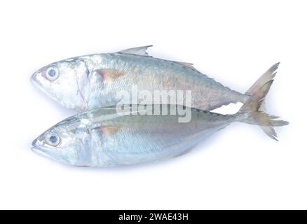 Frische zwei Makrelenfische werden auf weißem Hintergrund mit Beschneidungspfad isoliert. Stockfoto