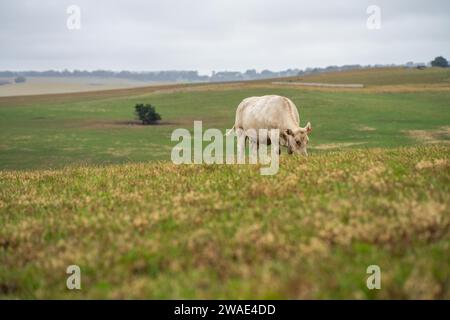 Kühe auf dem Feld, die auf Gras und Weide in Australien weiden, auf einer Farm. Rinder, die Heu und Silage fressen. Zu den Rassen gehören Speckle Park, Murray Grey, Stockfoto