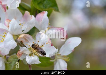 Eine Biene, die Nektar aus den Blüten eines blühenden Apfelbaums sammelt. Verschwommener grüner früherer Hintergrund. Kopierbereich. Stockfoto