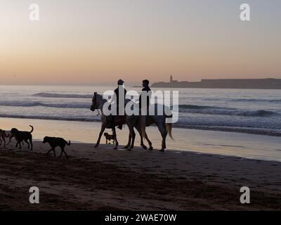 Pferde und Hunde in Silhouette entlang der Strandküste bei Sonnenuntergang mit einer Insel dahinter in Essaouira, Marokko, 3. Januar 2024 Stockfoto