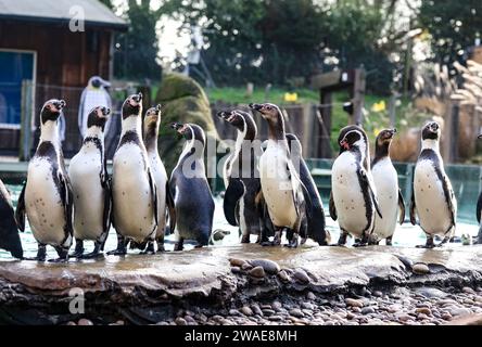 London, Großbritannien. Januar 2024. Humboldt-Pinguine wurden während der jährlichen Bestandsaufnahme im ZSL London Zoo in London gesehen. Quelle: SOPA Images Limited/Alamy Live News Stockfoto