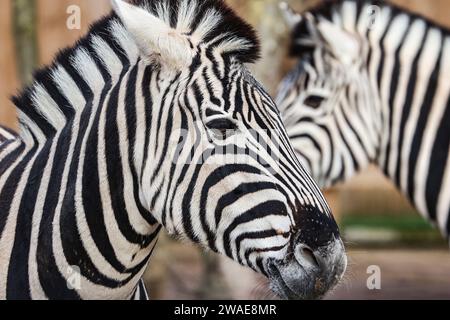 London, Großbritannien. Januar 2024. Zebras, die während der jährlichen Bestandsaufnahme im ZSL London Zoo in London beobachtet wurden. Quelle: SOPA Images Limited/Alamy Live News Stockfoto