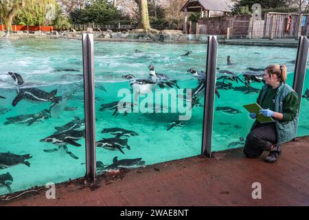 London, Großbritannien. Januar 2024. Humboldt-Pinguine wurden während der jährlichen Bestandsaufnahme im ZSL London Zoo in London gesehen. Quelle: SOPA Images Limited/Alamy Live News Stockfoto