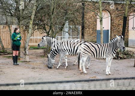 London, Großbritannien. Januar 2024. Zebras, die während der jährlichen Bestandsaufnahme im ZSL London Zoo in London beobachtet wurden. Quelle: SOPA Images Limited/Alamy Live News Stockfoto