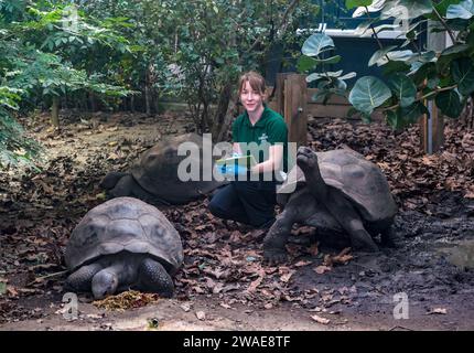 London, Großbritannien. Januar 2024. Galapagos-Schildkröten, die während der jährlichen Bestandsaufnahme im ZSL London Zoo in London gesehen wurden. Quelle: SOPA Images Limited/Alamy Live News Stockfoto