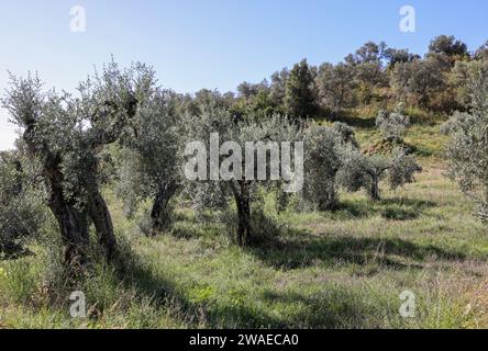 Alte Olivenhaine auf einem Hügel in Montemassi in der Provinz Grosseto. Toskana. Italien Stockfoto