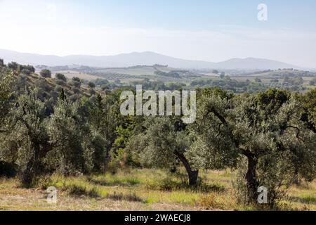 Alte Olivenhaine auf einem Hügel in Montemassi in der Provinz Grosseto. Toskana. Italien Stockfoto