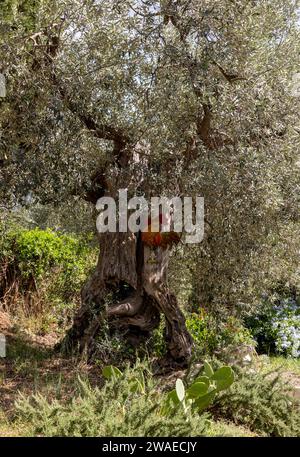 Alte Olivenhaine auf einem Hügel in Montemassi in der Provinz Grosseto. Toskana. Italien Stockfoto