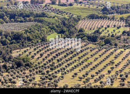 Ackerland und Olivenhaine um Montemassi in der Provinz Grosseto. Italien Stockfoto