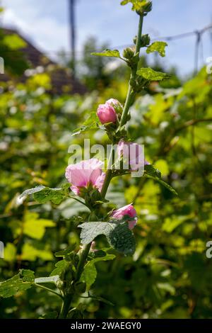 Weiß-rosa Blüten von Moschusmalve oder Lavatera mit einem gelben Zentrum beleuchtet von der Sonne im Innenhof des Hauses im Sommer. Malvenblüten, selektiv f Stockfoto