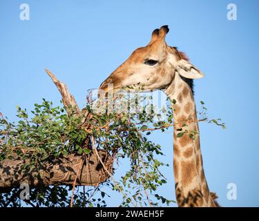 Kopfschuss von Giraffe, die Triebe von einem Baum in der Nähe isst Stockfoto