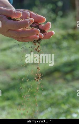 Die Hände der Frau vergießen Sand zwischen ihren Fingern mit einer grünen Wiese im Hintergrund Stockfoto