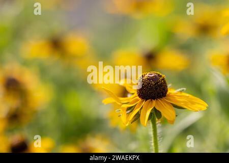 Eine Nahaufnahme einer gelben Blume in voller Blüte, üppig und lebendig vor einem sanft verschwommenen Hintergrund Stockfoto