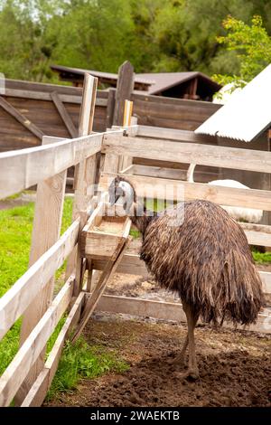 Der australische Strauß emu, bekannt als Dromaius novaehollandiae, ist der zweitgrößte lebende Vogel der Welt. Emu ist flugunfähiger Vogel und heimisch in Austral Stockfoto