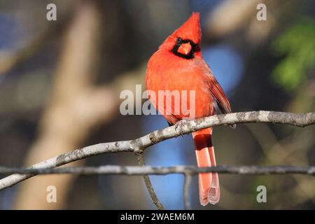 Ein leuchtender roter Kardinal, der auf einem Ast thront, mit offenem Schnabel in entspannter Pose Stockfoto