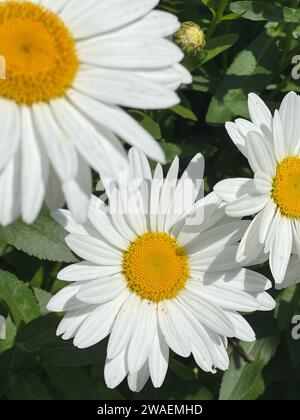 Eine Nahaufnahme einer Gruppe weißer Blumen mit leuchtend gelben Zentren. Stockfoto