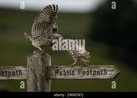 Eine kleine Eulenküche, die von Eltern in Yorkshire, England, gefüttert wird Stockfoto