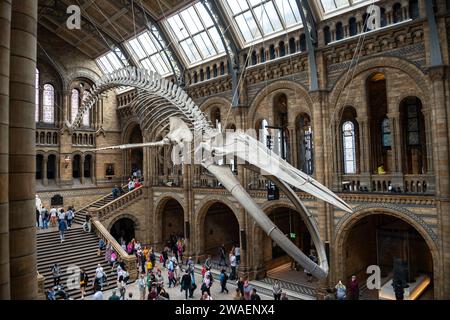 London, VEREINIGTES KÖNIGREICH - 31.August 2023: Haupthalle mit Blue Whale Skeleton und Besuchern des Natural History Museum in London, Vereinigtes Königreich Stockfoto