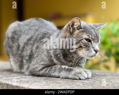 Graue Tabbykatze liegt mit eingeengten Augen auf dem Zaun Stockfoto