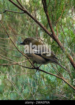 Ein kleiner, brauner finch (Fringilla coelebs), der auf einem Ast eines Laubbaumes thront Stockfoto