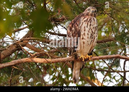 Ein Falke, der auf einem Baumzweig in einer Waldlandschaft thront und in die Ferne blickt Stockfoto