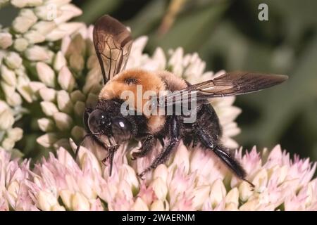 Eine große männliche Biene (Xylocopa virginica), die eine weiße Sedumblüte ernährt und bestäubt. Long Island, New York, USA Stockfoto