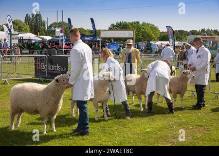 Großbritannien, England, Worcestershire, Malvern Wells, Royal 3 Counties Show, Schafe im Ring werden verurteilt Stockfoto