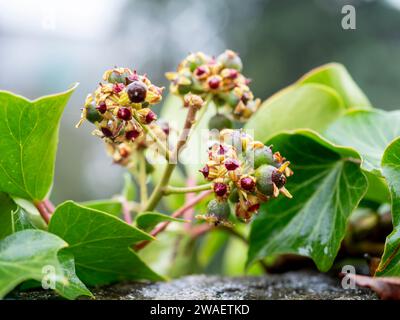 Detail der Früchte von Efeu (Hedera Helix) mit verschwommenem Hintergrund Stockfoto