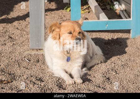Entzückende weibliche Mischlingshunde Nahaufnahme auf Strandsand Stockfoto