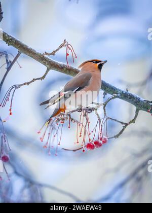 Ein Bohemian Wachsflügel kommt in großen Herden und befreit die Bäume von allen Beeren in Schweden Stockfoto