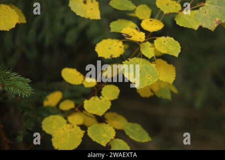 Gelbe Blätter auf einem verschwommenen braunen Waldgrund. Erdtöne, natürliche Farben. Hintergrundbilder. Goldene Bäume im herbstlichen Hintergrund. Kopierbereich. Farbenfroh Stockfoto