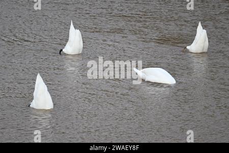 04. Januar 2024, Hessen, Bad Soden-Salmünster: Vier Schwäne suchen das Wasser am Kinzigtaldamm nach Nahrung. Nach Angaben des Betreibers hat der Kinzigtaldamm die erste Herausforderung nach seiner umfangreichen Renovierung bei Dauerregen der letzten Tage bewältigt. Während der Sanierung des Damms, die im September 2022 begann und vor einigen Wochen abgeschlossen wurde, wurden die gesamten Betonflächen und ihre Fugen an der zwischen 1976 und 1979 errichteten Struktur inspiziert, saniert und zum Teil erstmalig umfangreich erneuert. (Nach dpa 'Kinzigtalsperre besteht ersten Test nach r Stockfoto