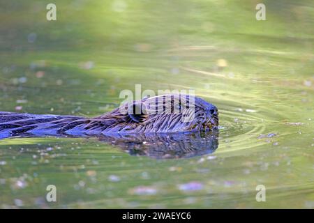 Wildbiber schwimmt in einem Teich, Porträt, schaut aufmerksam aus. Stockfoto