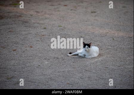 Schwarz-weiß, ausgewachsene verwilderte Straßenkatze, die allein auf einer großen, offenen, kiesigen Oberfläche sitzt. Stockfoto
