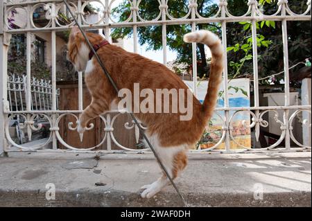 Eine verrückte, junge Ginger Tigerstreifenkatze mit rotem Kragen reibt sich den Rücken gegen einen Silberdraht. Stockfoto