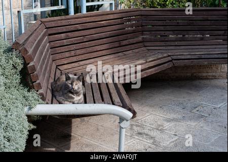 Die orangefarbene und graue Jerusalem-Straßenkatze rastet in der Sonne auf einer Holzbank aus. Stockfoto
