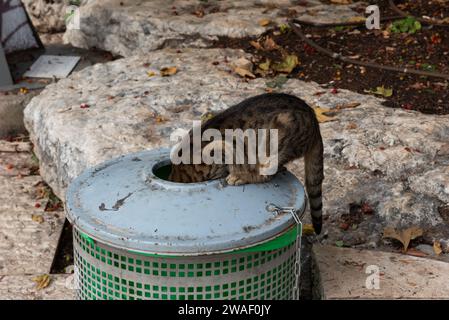 Graue und schwarze Tigerstreifenkatze stößt ihren Kopf in einen Metallmüll auf der Suche nach Nahrung. Stockfoto