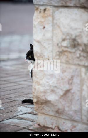 Die schwarz-weiße Straßenkatze steht aufrecht auf einem gemauerten Bürgersteig in Profilansicht, teilweise durch eine Steinmauer verborgen. Stockfoto