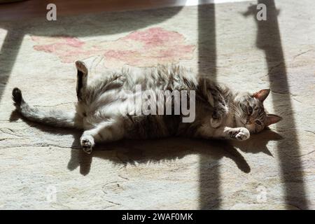 Eine flauschige, grau-weiß gestreifte Hauskatze mit langen Haaren liegt im Sonnenschein auf ihrer Seite und legt spielerisch ihren pelzbedeckten Bauch frei. Stockfoto