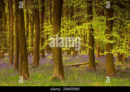 Bluebells in the Woods in Ashridge Estate, England Stockfoto