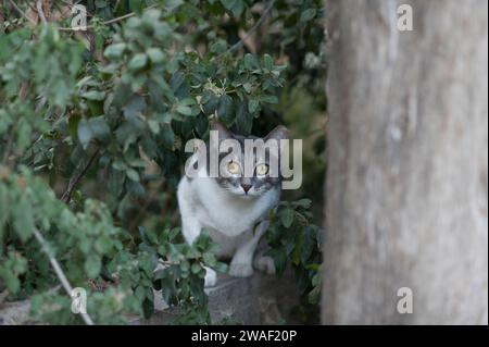 Ausgewachsene, graue und weiße Wildkatze mit großen, hellgelben Augen und abgeschnittener Ohrmarkierung, die kaschiert oder kastriert wurde, voller Angst, Deckung gefunden hat Stockfoto