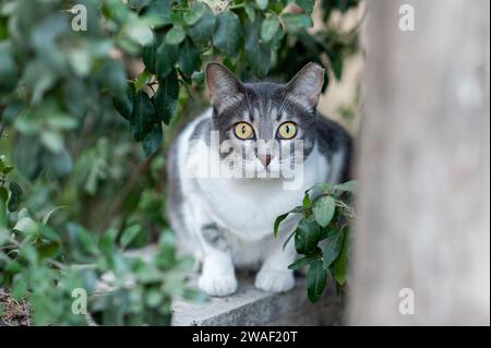 Ausgewachsene, graue und weiße Wildkatze mit großen, hellgelben Augen und abgeschnittener Ohrmarkierung, die kaschiert oder kastriert wurde, voller Angst, Deckung gefunden hat Stockfoto